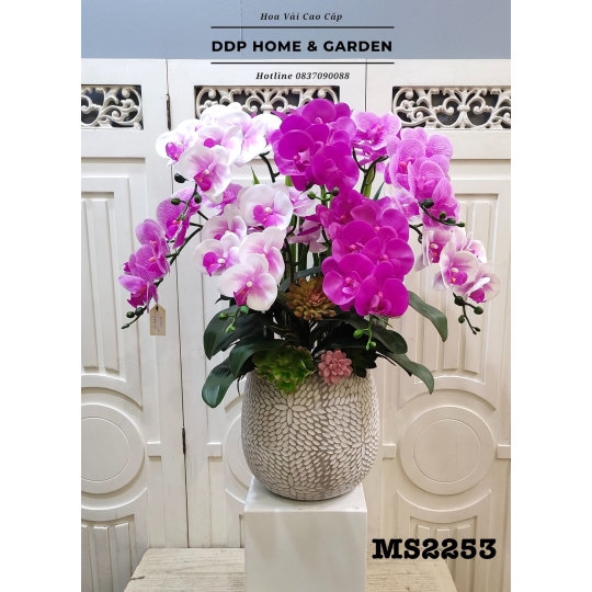 Chậu hoa lan hồ điệp tím (2253)