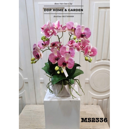 Chậu hoa lan hồ điệp gân tím (2336)