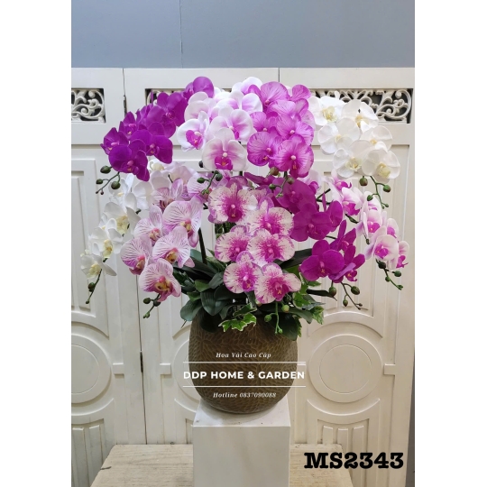Chậu hoa lan hồ điệp (2343)