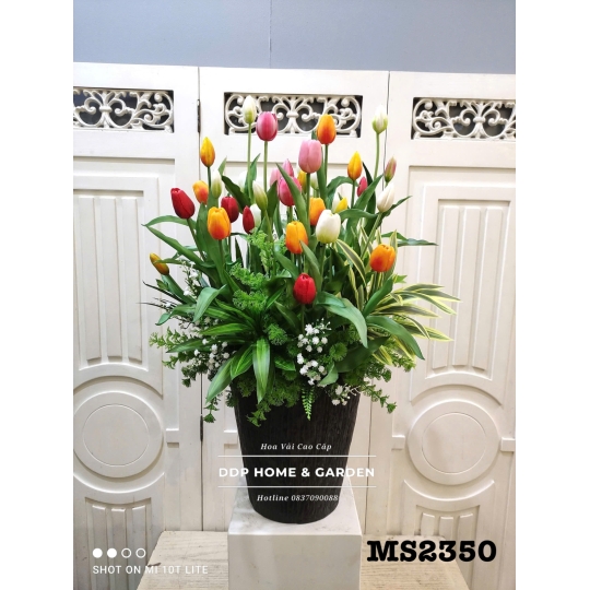 Chậu cây hoa tulip (2350)