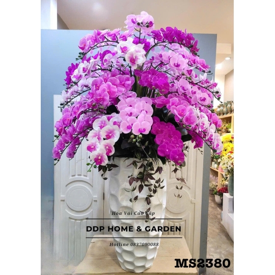 Chậu hoa lan hồ điệp (2380)
