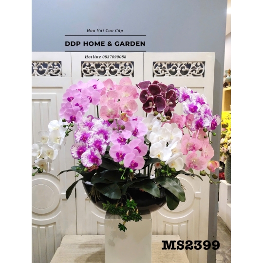 Chậu thuyền hoa lan hồ điệp (2399)