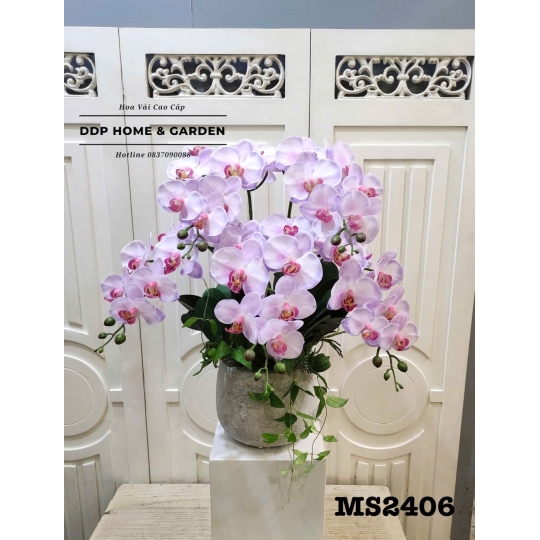 Chậu hoa lan hồ điệp tím (2406)
