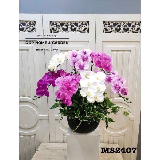 Chậu hoa lan hồ điệp để bàn (2407)