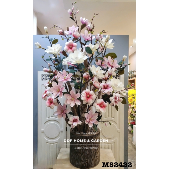 Chậu hoa mộc lan trắng mix hồng (2422)