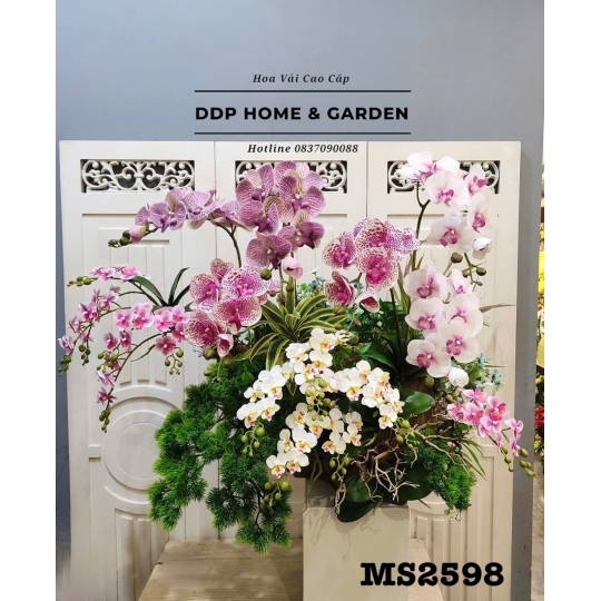 Chậu lan hồ điệp thân gỗ (2598)