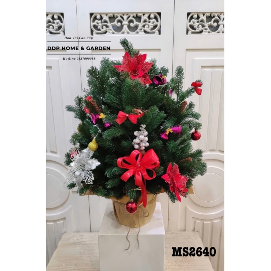 Chậu cây thông để bàn (2640)