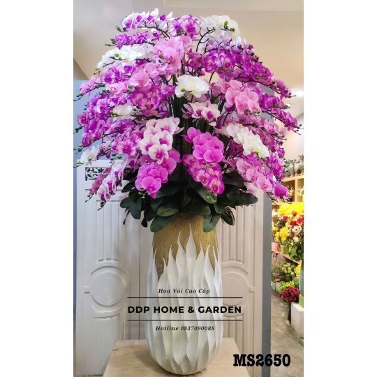Chậu hoa lan hồ điệp tím (2650)