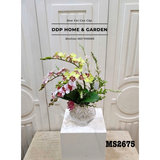 Chậu hoa lan hồ điệp mini (2676)
