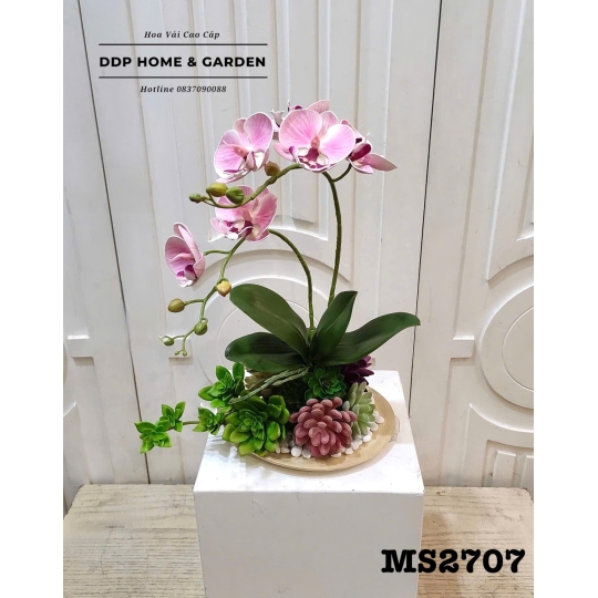 Chậu lan hồ điệp 2 nhánh (2707)