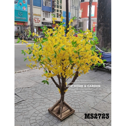 Cây mai vàng (2723)