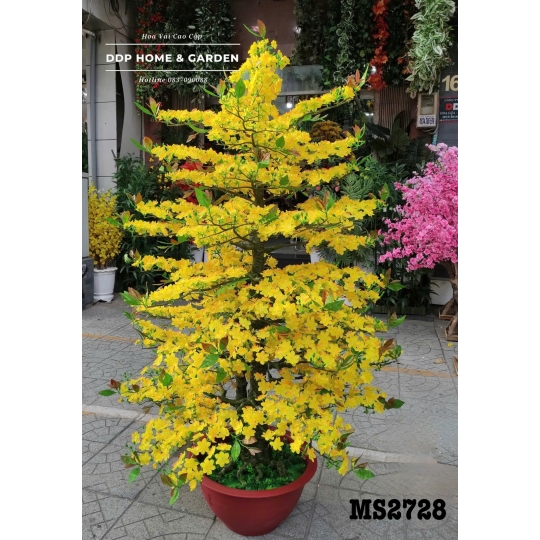 Chậu cây mai bonsai 2m (2728)