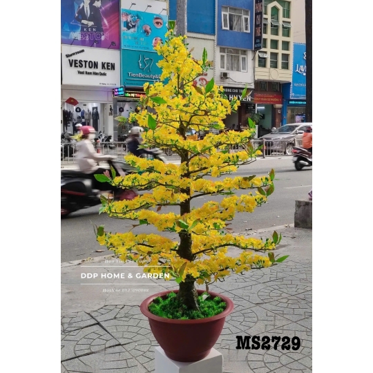 Chậu cây mai bonsai 1m65 (2729)