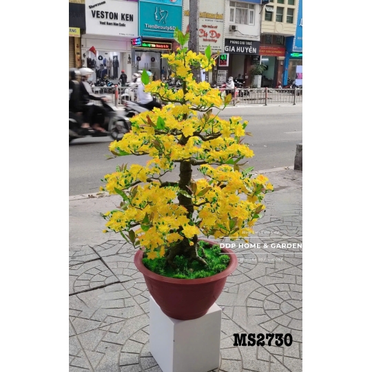 Chậu cây mai bonsai 1m15 (2730)