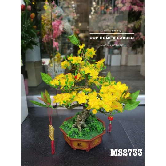 Chậu cây mai bonsai 52cm (2733)