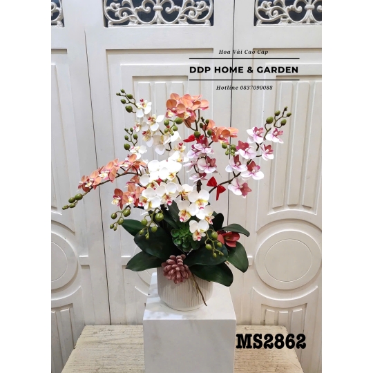 Chậu hoa tiêu hồ điệp (2862)
