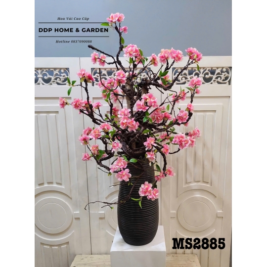 Chậu hoa anh đào kép hồng (2885)