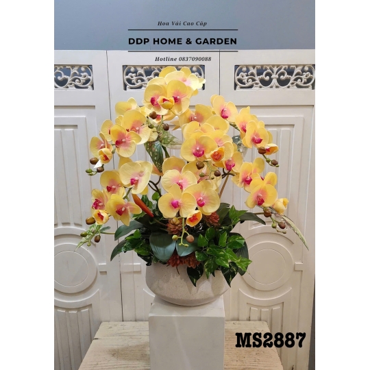 Chậu hoa lan hồ điệp gân vàng (2887)