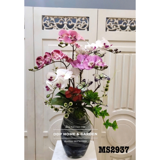 Chậu hoa lan hồ điệp (2937)