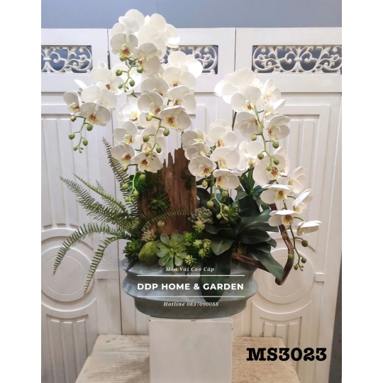 Chậu lan hồ điệp trắng (3023)
