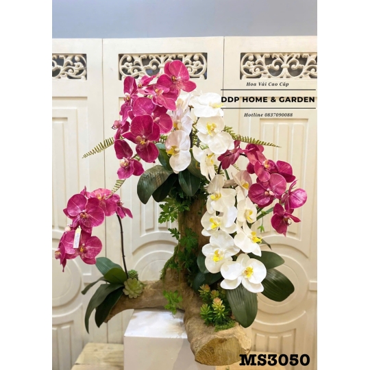 Chậu lan hồ điệp gỗ lũa (3050)