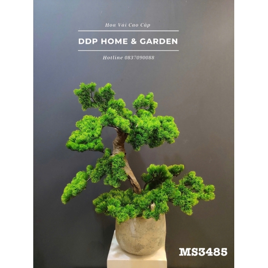 Cây tùng bonsai (3485)