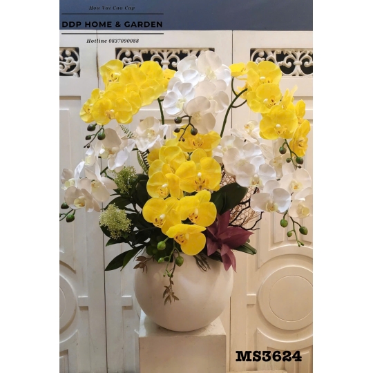 Chậu hoa lan hồ điệp vàng (3624)