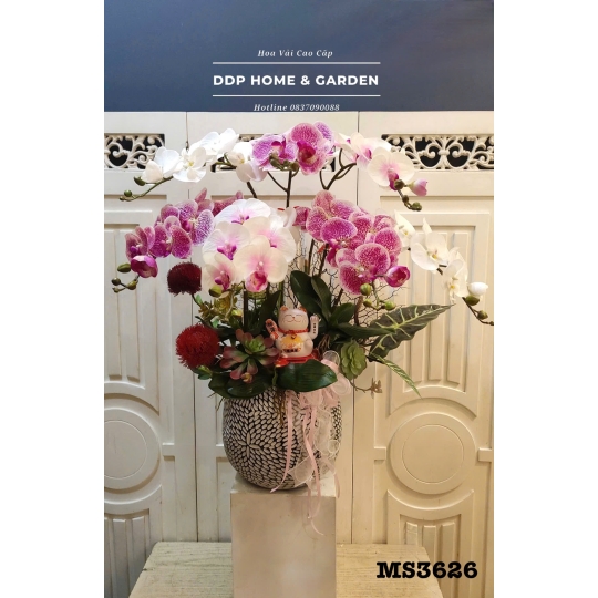 Chậu hoa lan hồ điệp trắng hồng (3626)