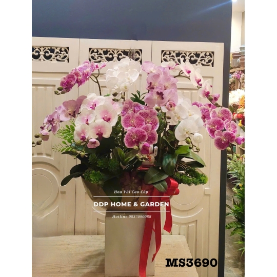 Chậu hoa lan hồ điệp trắng tím (3690)