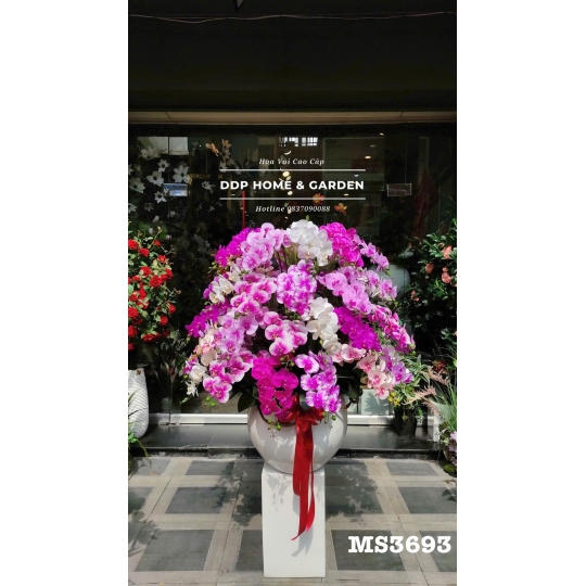 Chậu hoa lan hồ điệp cao cấp (3693)