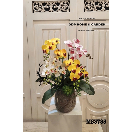 Chậu tiểu hồ điệp vàng (3785)
