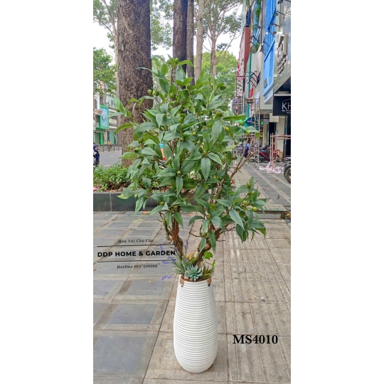 Chậu cây sung (4010)