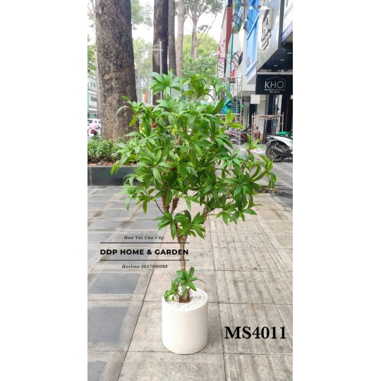 Chậu cây lá trà (4011)