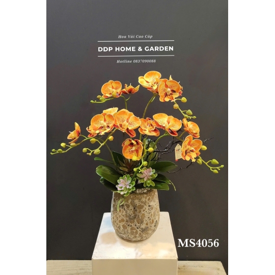 Chậu hoa lan hồ điệp cam (4056)