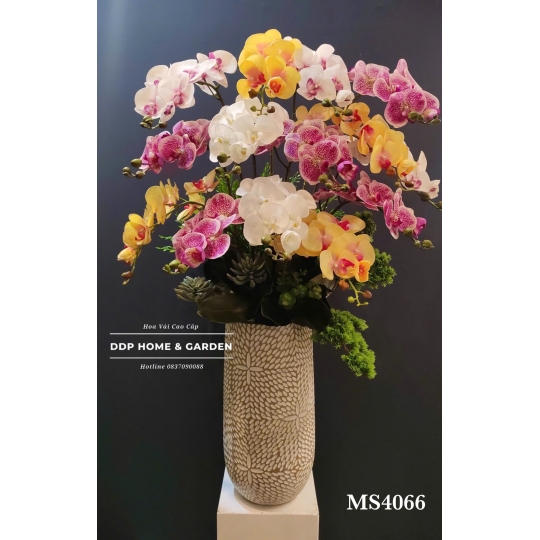 Chậu lan hồ điệp mix màu (4066)
