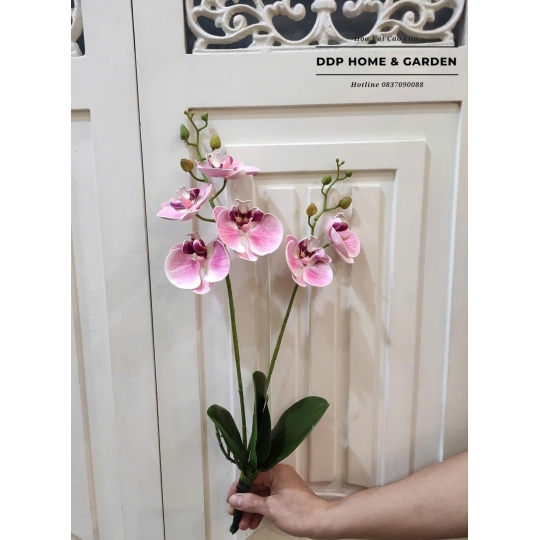 Cụm hoa lan hồ điệp (0561)