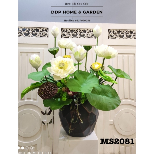 Chậu hoa sen bách diệp trắng (2081)