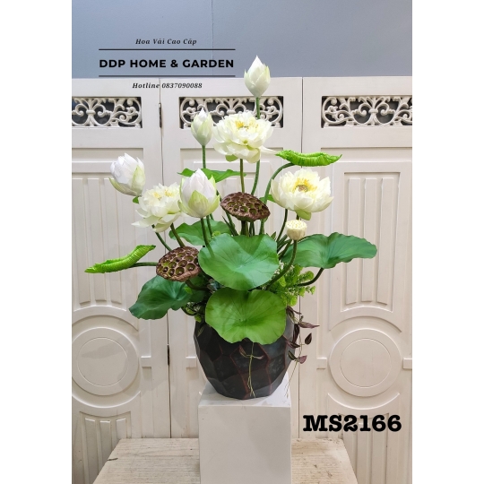 Chậu hoa sen bách diệp trắng (2166)