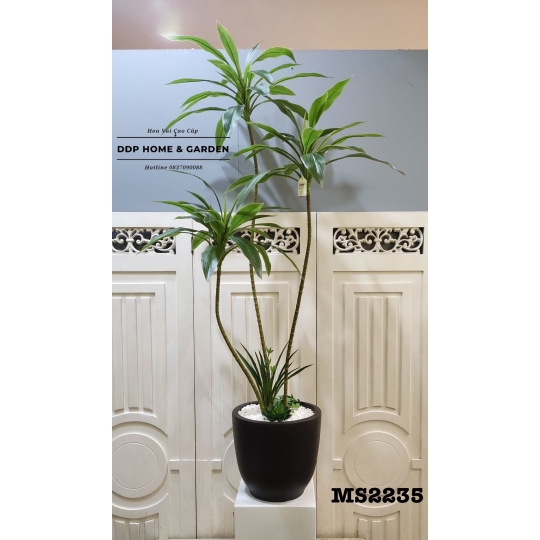 Chậu cây phát tài 1m4 (2235)