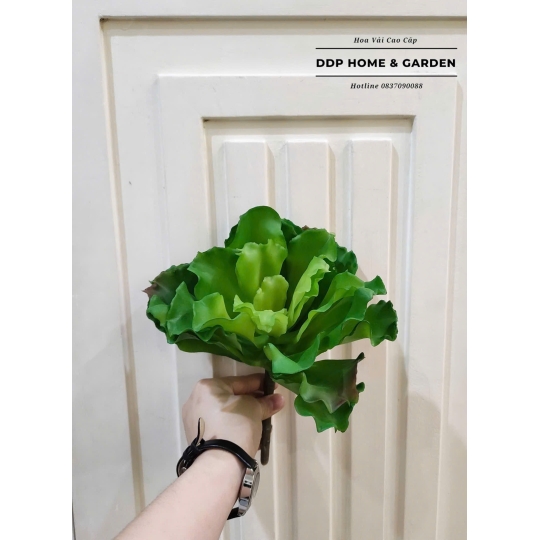 Sen đá cải xoắn