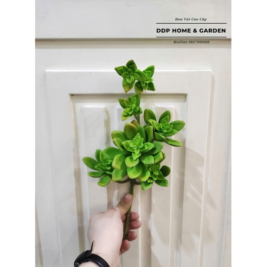 Cụm hoa đá 7 bông